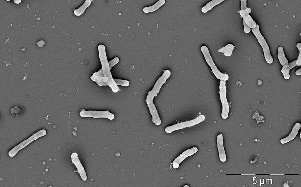 1 Mikrobiologie, imunologie, epidemiologie a hygiena pro zdravotnické obory Obr.
