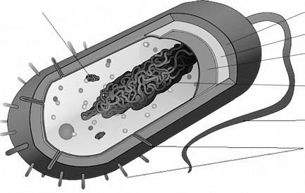Mikrobiologie 1 plazmid pouzdro buněčná stěna cytoplazmatická membrána bakteriální chromozom bičík fimbrie Obr. 4 Stavba bakterie Podle barvení (obr.
