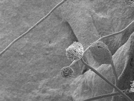 Mikrobiologie 1 1.6 Houby Houbami se zabývá obor mykologie, mezi houby řadíme plísně a kvasinky.