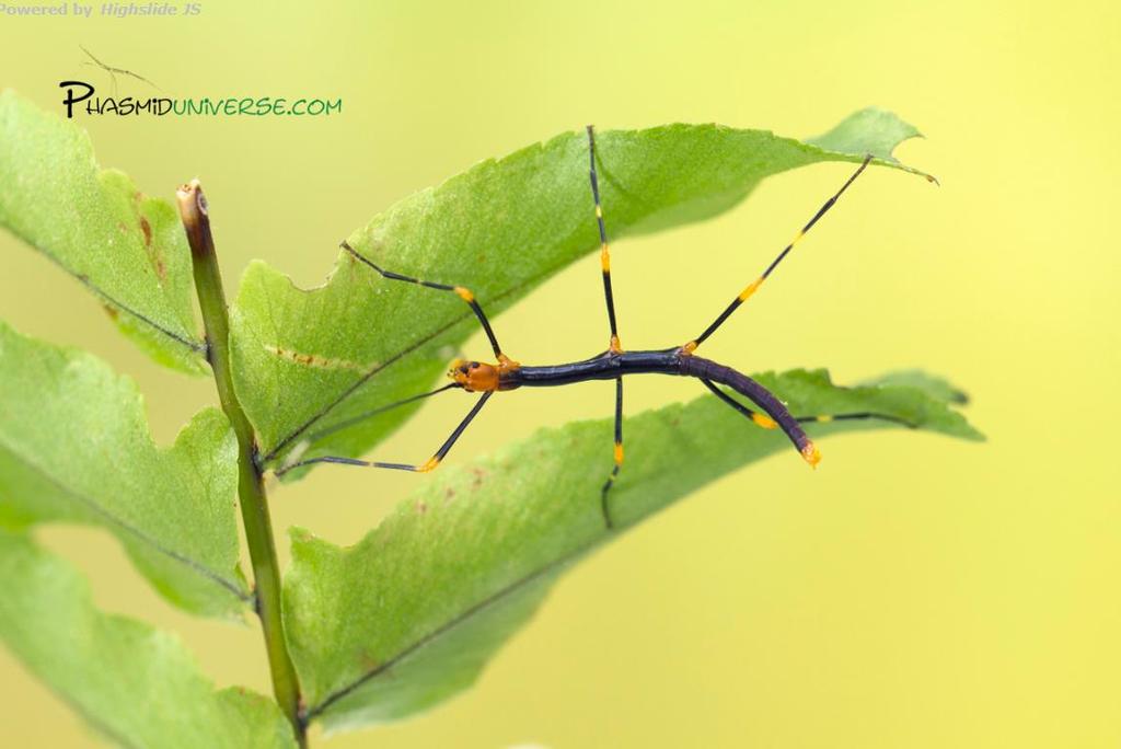 Obrázek č. 8: Strašilka drsná (Aretaon asperrimus) (foto Pablo Valero).