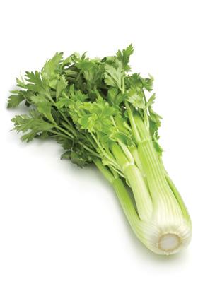 Celer (řapíkatý) Řapíkatý celer se těší velké oblibě zejména v jižních zemích, i když v posledních letech si našel cestu i na náš stůl.