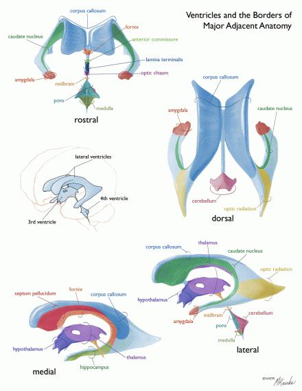 Anatomie