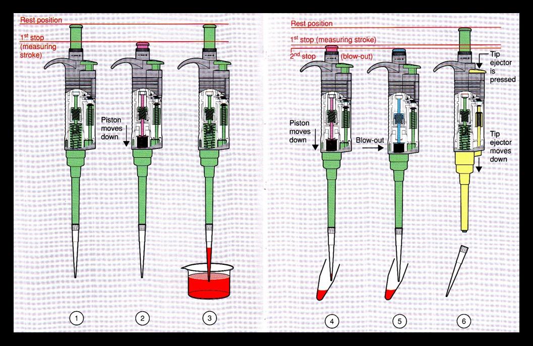 Na následujícím obrázku je znázorněn princip pipetování a jsou popsány jednotlivé fáze správného pipetování touto pipetou.