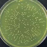 99% Kitasato Environmental Science Center (Japan) Bakterie Escherchia coli odstraněno 99.99% Korean Consuming Science Research Center (Korea) Mikrokok odstraněno 99.