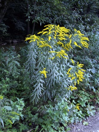 > Solidago canadensis nevinná trvalka ze zahrádky a jak to s ní často dopadá. Pobřeží řeky Svitavy a násep trati Brno Česká Třebová. Všechna fota autor < Kde je zejména najdeme?