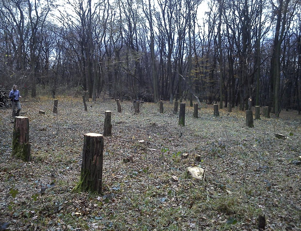 a dá impulz embryu uvnitř. Pomáhá narušení plodu koly aut nebo zašlapání. Vegetativní strategie akátu je však propracovaný systém.