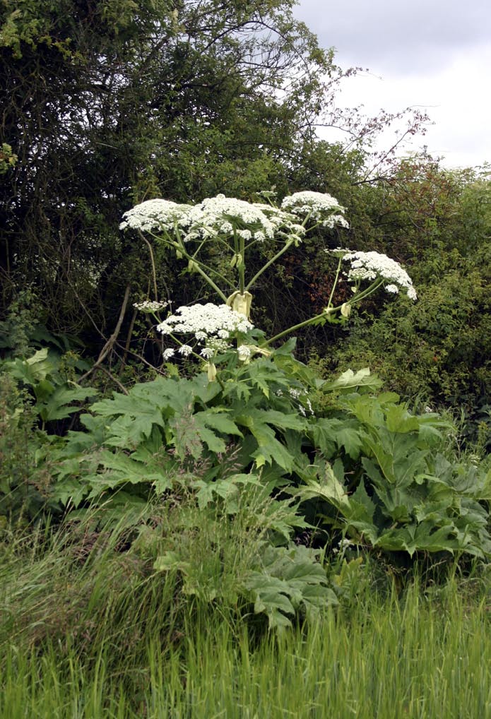 Bolševníky mezi námi. A co s nimi? Václav Somol Bolševník velkolepý (Heracleum mantegazzianum) je domácím druhem Kavkazu.