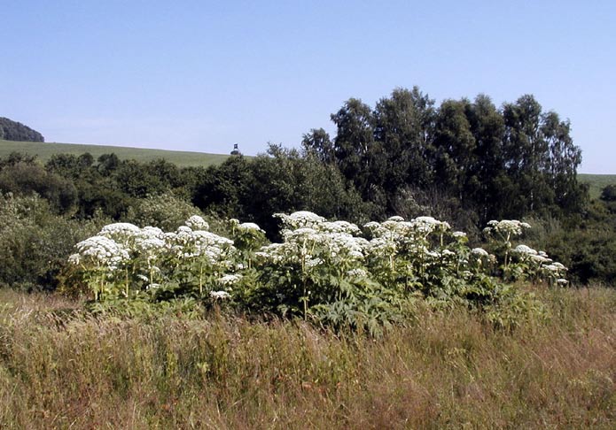 > Porost bolševníku. Foto V. Somol praktické použití vybrali metody níže uvedené.