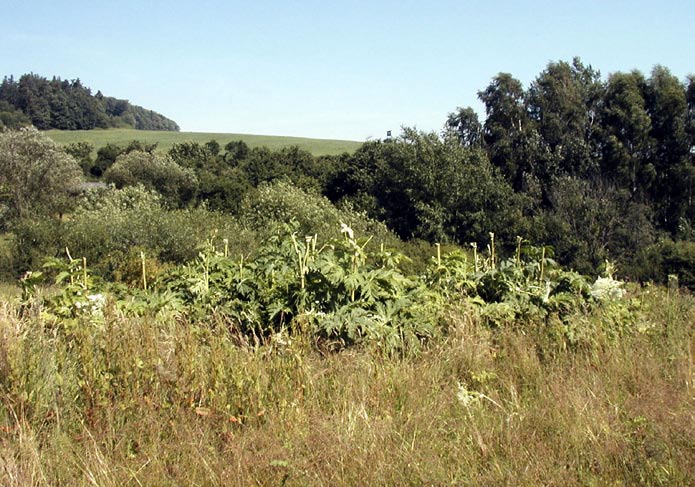 < Porost bolševníku po osekání. Foto V. Somol Nesprávně vyrytý (vlevo), správně vyrytý (vpravo). Foto V. Somol v koncentraci 3 5 % dle výšky porostu pomocí zádového postřikovače (porosty bolševníku často nebývají jinou technologií přístupné).