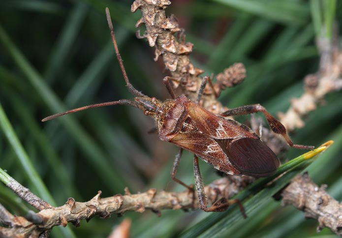 < Leptoglossus occidentalis, vroubenka americká Phyllonorycter issiki, klíněnka lipová žádné nebezpečí ani významnou konkurenci pro domácí druhy na lipách minujících motýlů, není rovněž tento druh z