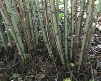 Případ bolševníku velkolepého snad není třeba připomínat: rostlina obsahuje fotosenzitivní furanokumariny, které jsou obsažené ve š ávě narušených stonků, listů a jejich řapíků; při potřísnění