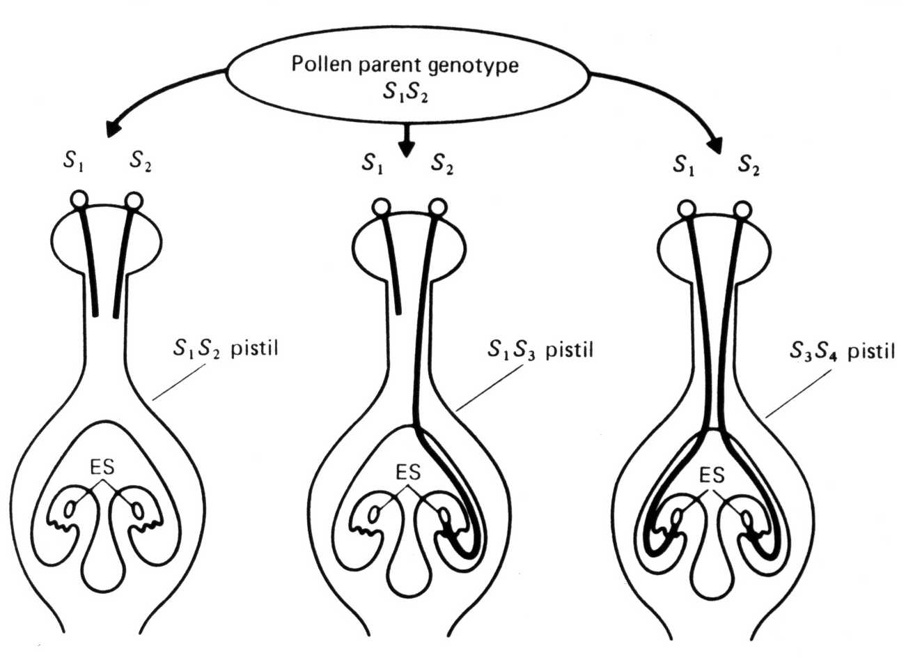 Gametofytická inkompatibilita Papaveraceae, Rosaceae, Solanaceae Otcovský