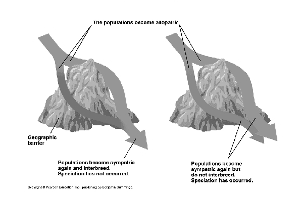 Allopatrická speciace: geografické bariéry mohou vést ke vzniku druhu Pravděpodobnost allopatrické speciace se zvyšuje, jeli populace malá a izolovaná působení