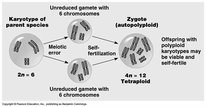 Autopolyploidie splynutím