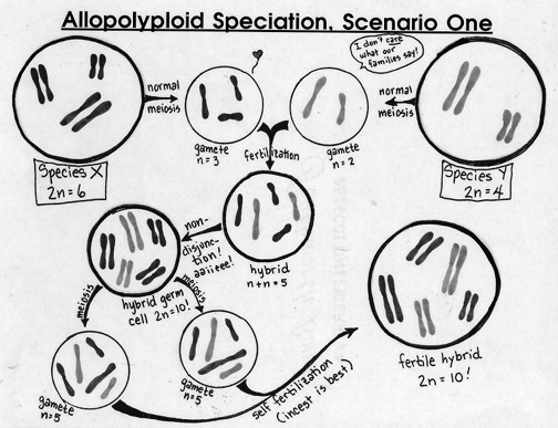 Allopolyploidie Zdvojení počtu chromozomů v somatických buňkách Vznik