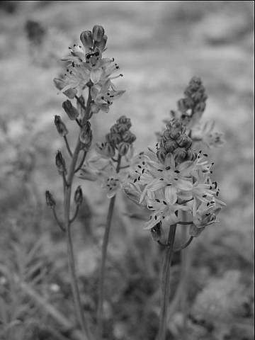 Změny počtu chromozomů Agmatoploidie Difúzní centromera Juncaceae Luzula, Juncus; Cyperaceae Carex, Scirpus Rostliny s různě přestavěnými chromozomovými sadami životaschopné U těchto rodů celé série