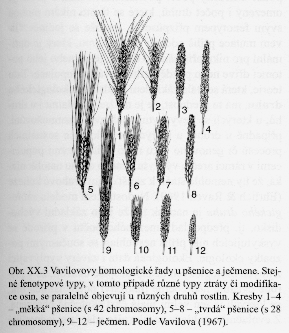 Vavilovova teorie homologických řad (1967) ucelená strukturalistická představa o charakteru druhu v rámci různých rodů rostlin se opakují určité kombinace