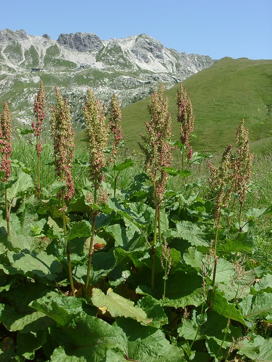 I neofyty s největším negativním vlivem na původní diversitu byly introdukovány jako okrasné druhy neofyt Reynoutria sachalinensis Reynoutria japonica Redukce počtu původních druhů (%) 87,27 83,13