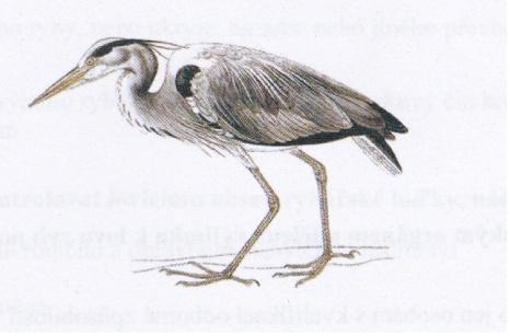 O jaký druh živočicha se jedná: a] roháč velký b] volavka popelavá c] kormorán