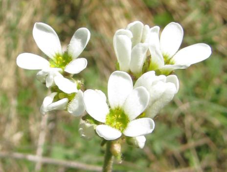 řezenského (Chamaecytisus ratisbonensis) nebo