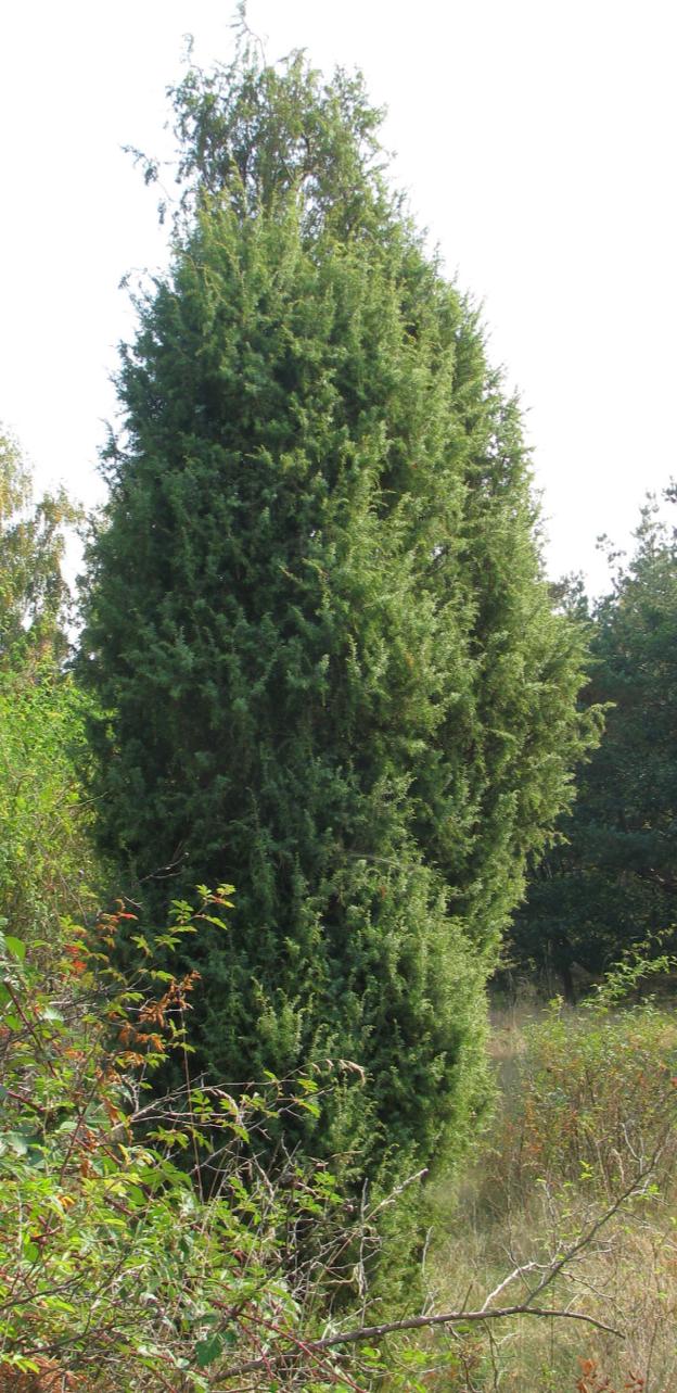 Typické jsou malebné křivolaké osamocené borovice lesní (Pinus sylvestris).