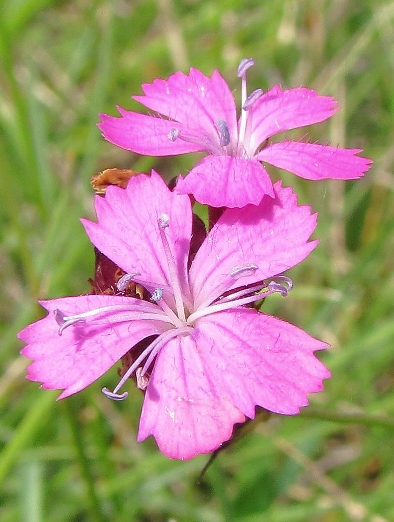 (Anthyllis vulneraria), mařinka psí (Asperula cynanchica), vítod obecný (Polygala vulgaris), vítod chocholatý (Polygala comosa), mateřídouška časná (Thymus praecox), mochna stříbrná