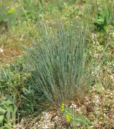 kostřavy walliské (Festuca valesiaca) rozkvétající následně během