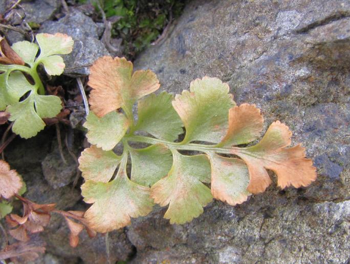 Drobného sleziníku červeného (Asplenium