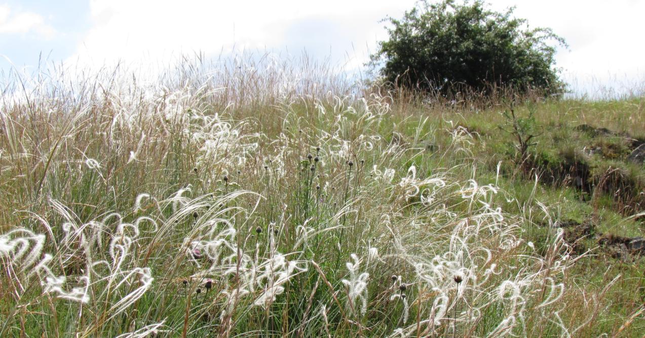 chlupatého (Stipa dasyphylla).