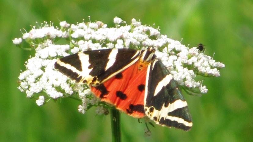 kostřavový (Arethusana arethusa), okáč ovsový (Minois dryas), okáč