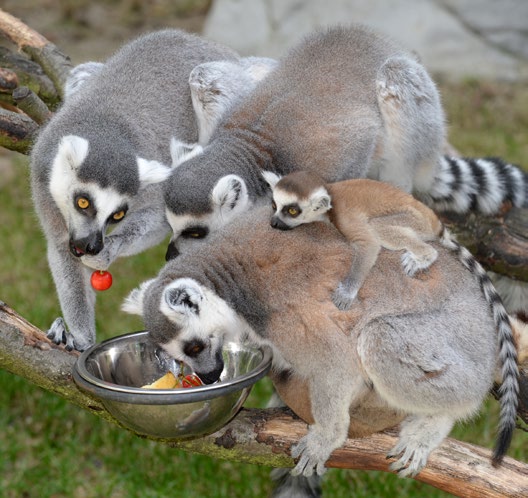 N O V I N Y Z O O O L O M O U C 07 08 / LÉTO 2014 Zoologická zahrada Olomouc, Darwinova 29, 779 00 Olomouc - Svatý Kopeček, tel.