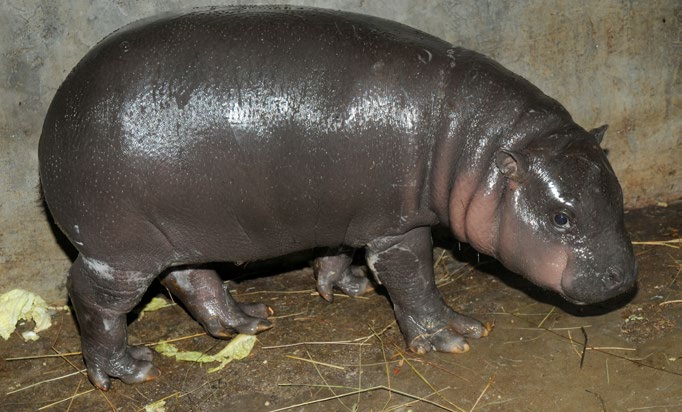 Všechna mláďata narozená v olomoucké zoo byla odchována přirozenou cestou a svůj domov našla v nejrůznějších koutech celé Evropy.