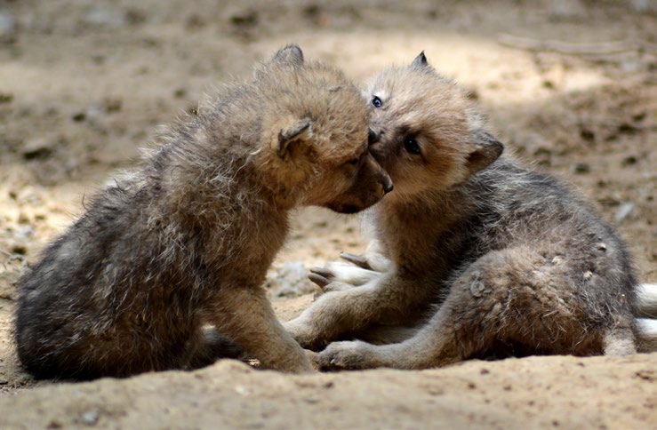 FOTOSOUTĚŽ ZA MLÁĎATY DO ZOO VYHLÁŠENÍ VÝSLEDKŮ Děkujeme všem fotografům za účast ve fotosoutěži Za mláďaty do zoo, která probíhala od března