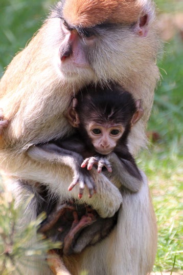 Výhercům blahopřejeme a všem, kteří nám zaslali své pohledy na mláďata v zoo, přejeme dobré světlo při fotografování a mnoho dalších skvělých