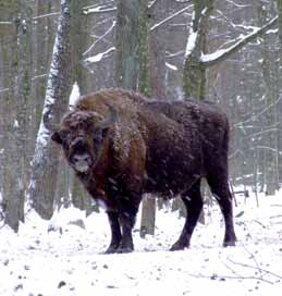 Acrocephalus paludicola. Mezi další typické druhy mokřadních stanovišť patří jezera a rašeliniště, jakož i rozsáhlé sladkovodní bažiny a močály.