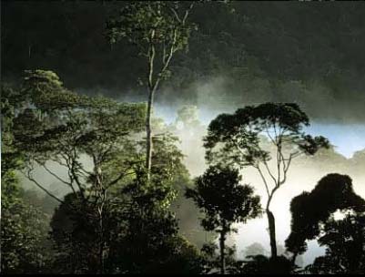 Druhové bohatství tropů: mnoho vzácných druhů mírný pás: max. 30 druhů stromů/ha deštný les (J. Am.): 40 100, max.