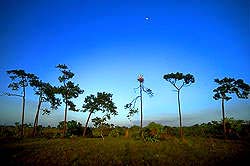 (Mauritia flexuosa) borovicová savana