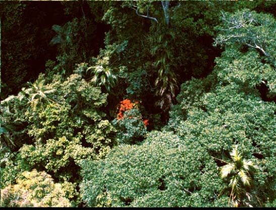 Nižší vs vyšší horský les výška korunového patra předrůstavé stromy listy tropický nížinný vždyzelený deštný les 25 45 časté větší tropický nižší horský deštný les 15 33 vzácné větší tropický vyšší