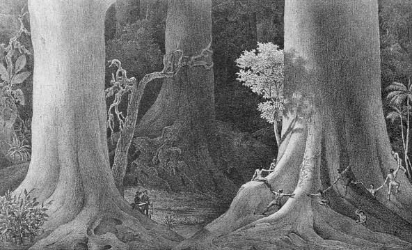 stromy von Martius 1840: