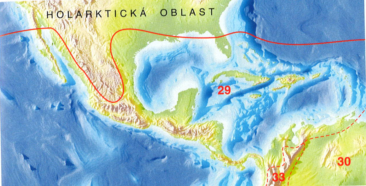 Neotropická oblast (Neotropis) Fytogeografie 3 Michal Hejcman Typické čeledi: