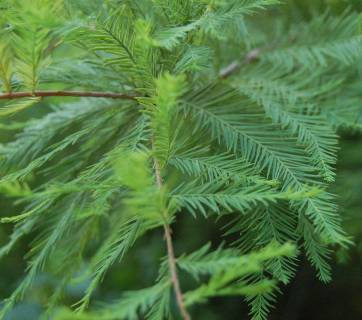 Taxodium mucronatum stálezelený strom Texas, Mexico,