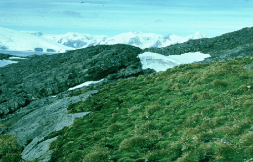 Colobanthus quitensis (Cariohyllaceae) Dva druhy