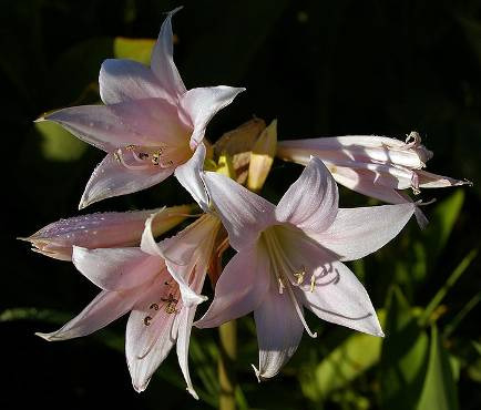 peltatum Pelargonium