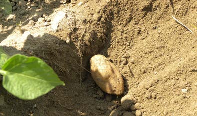 Pokud spotřebitel nezná zemědělskou praxi, bere tuto informaci absolutně, jako vítaný fakt a očekává, že biopotraviny skutečně žádná rezidua pesticidů neobsahují.