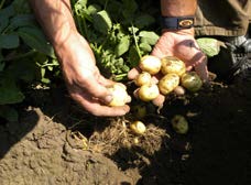 Z NAŠÍ PORADNY složky živočišného původu, v případě použití geneticky modifikovaných surovin se nesmí vyskytovat živočišný gen.