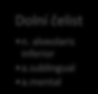 masseter Musculus Tempolaris Musculus pterygoideu s masseter Horní čelist n. superior alveolar a. infra orbital Dolní čelist n.