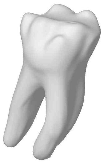 Kořen Krk Korunka 6.1 Zuby Zuby jsou hlavním nástrojem, který používáme při přijímání a rozmělňování potravy. Účastní se také tvorby řeči, jelikož přispívají k artikulování některých hlásek. Např.