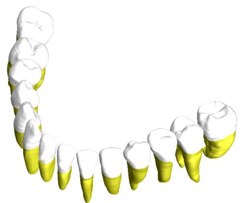 Druhy zubů: 1) Řezáky 2 střední, 2 postranní v každé čelisti = celkový počet 8, jsou ploché s ostrou kousací hranou, mají jeden kořen, řezáky jsou určené k ukousnutí potravy.