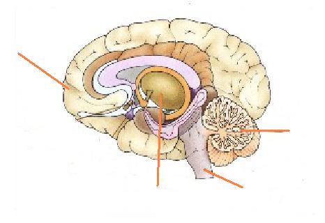 Příloha č. 3 Pracovní list Nervová soustava 1. Kolik kilogramů váží mozek?.. 2. Napište 5 věcí, které byste nemohli bez nervová soustavy dělat? 3. Z čeho se skládá nervová soustava 4.