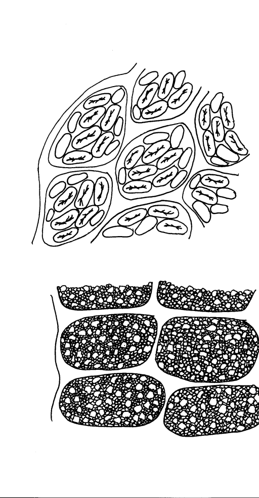 buňky kotyledonů vyplněné bílkovinami 1.1.1 Semeno Semena jsou typická svým tvarem, velikostí a zbarvením pro jednotlivé druhy luskovin.